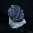 Bargain Phacops Trilobite From Morocco #2069-2